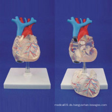 Menschliches Erwachsenes transparentes Herz Medizinisches Anatomie Modell für Demonstration (R120108)